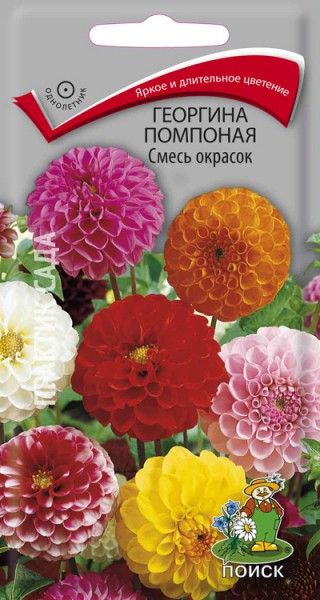 Георгина Помпонная Смесь окрасок Поиск