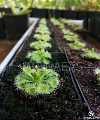 Drosera "Burmannii"