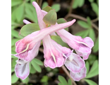 Corydalis solida