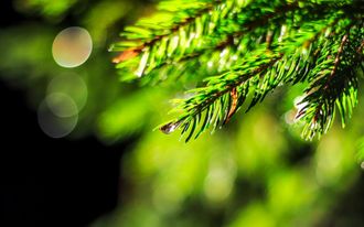 Пихтовый бальзам  (FIR BALSAM OLIFFAC 0912 ), IFF