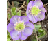 Hepatica nobilis  &quot;Царевна лягушка&quot;