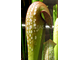 Sarracenia Minor