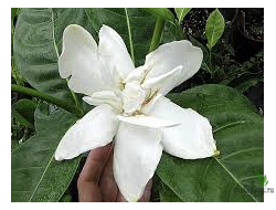 Gardenia taitensis ‘ Heaven Scent '