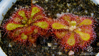 Drosera sp. South Africa