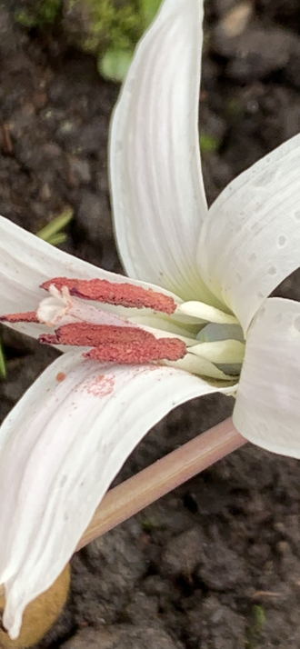 Erythronium sibiricum ssp.sulevii var alba f.5