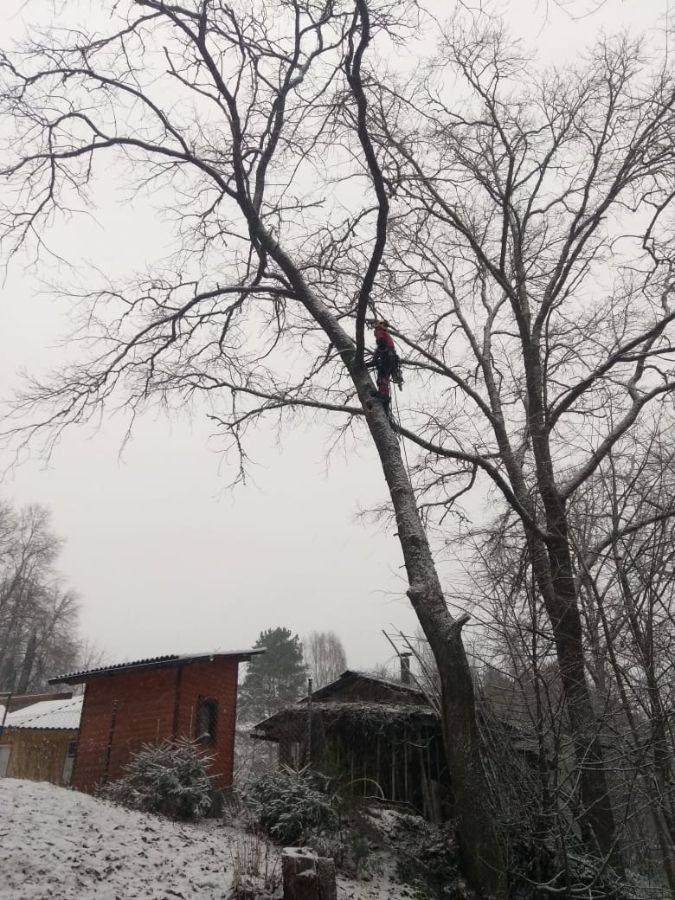 Валка пустотелого дуба по частям в деревне Затуленье Лужского района