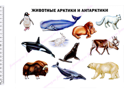 Фетр с рисунком "Животные Арктики и Антарктики"