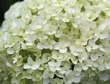 Анабель гортензия  древовидная(Hydrangea arborescens Annabelle)