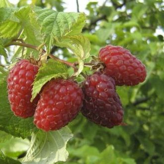 Малина Крепыш С5