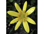 Ranunculus ficaria &#039;Dusky Maiden&#039;