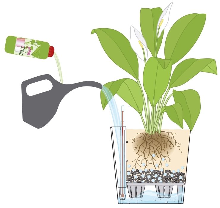 Использование жидких удобений при выращивании цветов в кашпо с автополивом Лечуза