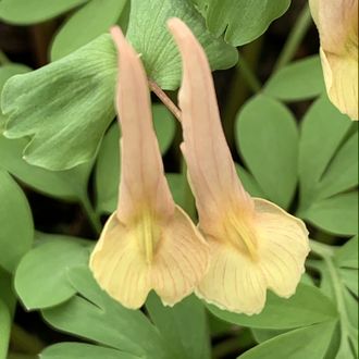 Corydalis &quot;Lemon Queen&quot;