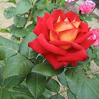 Нью фейшн (New Fashion ), Ч/Г, NIRPInternationa Нью фейшн (New Fashion ), Ч/Г, NIRPInternationa