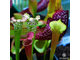 SARRACENIA MIX