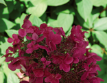 Вимс Ред гортензия метельчатая (Hydrangea paniculata `Wim`s Red`)