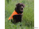 OSSO FASHION Сигнальный жилет для собак, размер 40
