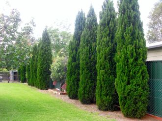 Спартан можжевельник китайский (Juniperus chinensis Spartan)