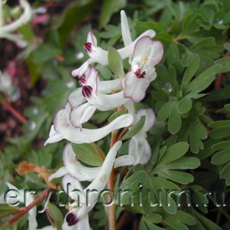 Corydalis solida &quot;Озорница&quot;