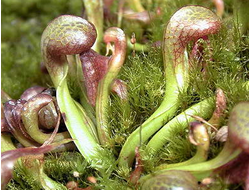 Darlingtonia californica (Дарлингтония калифорнийская) [1]