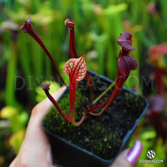 SARRACENIA MIX