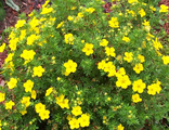 Голдстар лапчатка кустарниковая (Potentilla fruticosa Goldstar(15-30/3л)