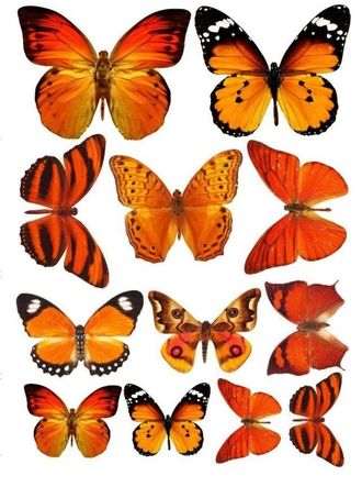 Бабочки -18