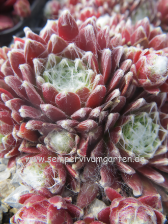 Sempervivum Red Sox