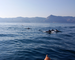 Прогулка на катере в открытое море к дельфинам))