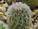 Echinocereus rigidissimus v. rubispinus L 088