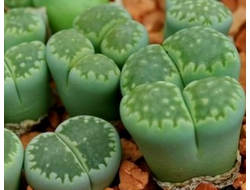 Lithops salicola (Литопс солерастущий)