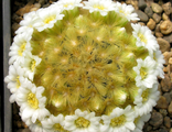 Mammillaria carmenae (MG)