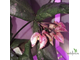 Hoya Undulata sarawak Borneo