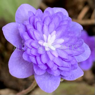 Hepatica nobilis «Кокетка»