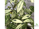 Ficus Diversifolia Splash / фикус диверсифолия сплеш