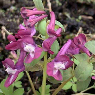 Corydalis solida &quot;Forest Elf&quot;