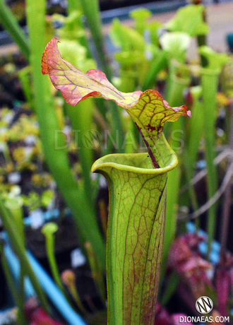 Sarracenia hybrid 8