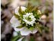 Anemone nemorosa Majbrud