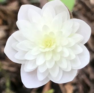 Hepatica nobilis  &quot;Schneeflocke”.