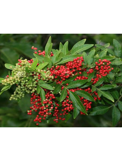 Red pepper berries CO2 extract (IFF) / Красный перец, 2 мл