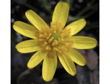 Ranunculus ficaria &#039;Brazen Hussy’