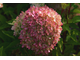 Жемчужина Фестиваля гортензия метельчатая ( Hydrangea paniculata &#039;Romantic Ace&#039; /&#039;Perle de Festival&#039;).