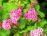 Криспа спирея японская(Spiraea japonica Crispa) 3л