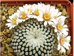 Mammillaria pectinifera (=Solisia pectinata ) (Piltz) - 5 семян