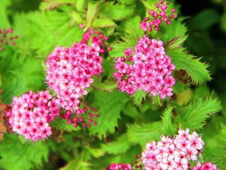 Криспа спирея японская(Spiraea japonica Crispa) 3л