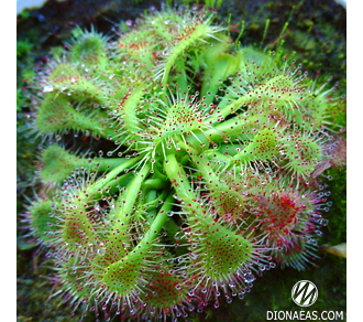 Drosera "Spatulata"