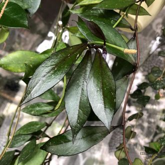 Hoya lacunosa "Tove"