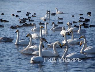 &quot;АЛТАЙСКОЕ САФАРИ&quot; : ЗУБРЫ, МАРАЛЫ, ЛЕБЕДИ