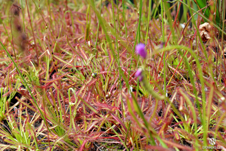 Drosera "Capensis var. Rubra"