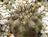 Copiapoa lembckei KK 70 (MG)