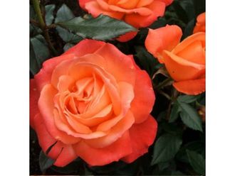 Голд Перл Штейн. Ч/Г Голд Перл Штейн. Ч/Г